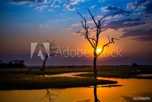 Picture of Elephants in Chobe National Park - Botswana